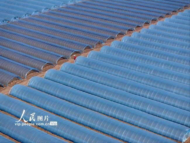 安徽蒙城：管护西瓜大棚