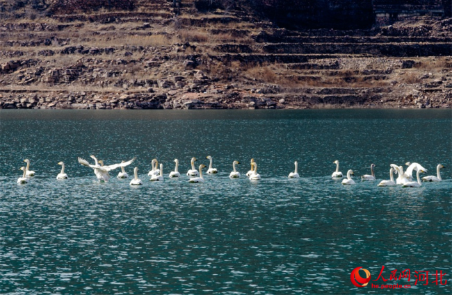 武安市东太行百里画廊的朝阳湖上，多只白天鹅在水中栖息游弋，构成一幅“水中芭蕾”的生态画卷。杨文娟摄