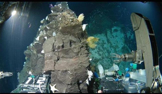 4500米深海带回528份标本，日本两处海域发现数十个新物种 深海生命新纪录