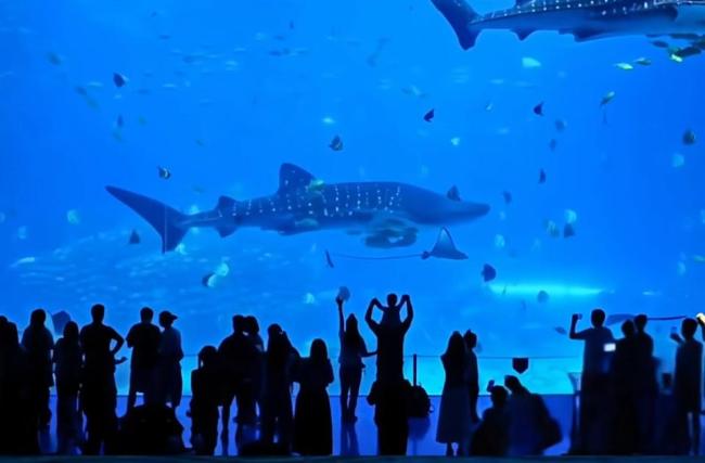 广东珠海长隆鲸鲨去世?多部门回应 真相浮出水面