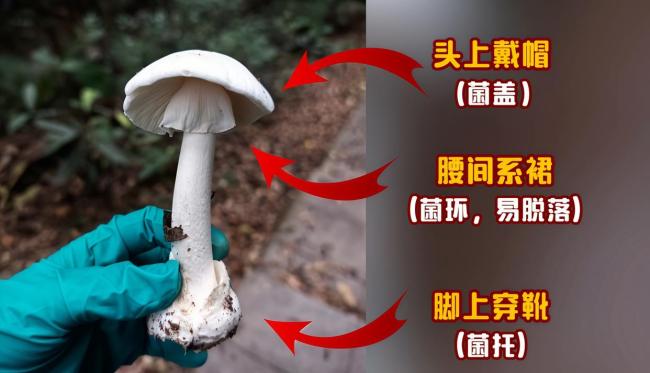 夫妻采摘1斤野蘑菇食用后中毒 警惕致命白毒伞