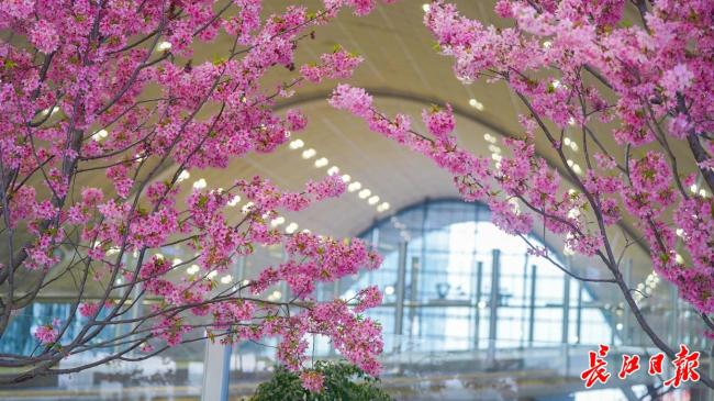 旅客在武汉站里就能赏樱 樱花首次“检票”进站