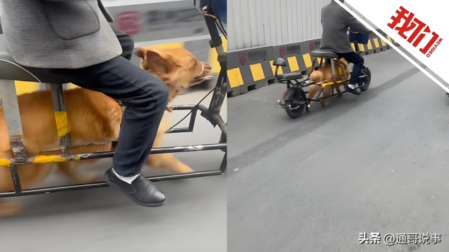 交警回应常州男子“骑狗上路” 已进行批评教育