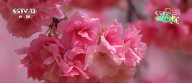 沉浸式“春日嘉年华”焕发文旅“美丽”动能