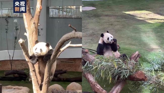 卡塔尔大熊猫状况良好