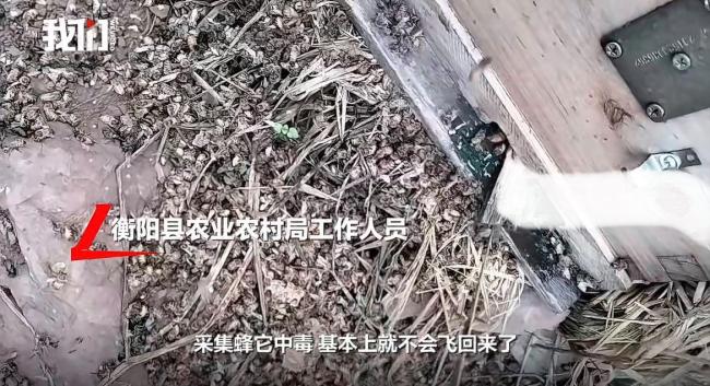 官方给油菜花喷药致蜜蜂大量死亡