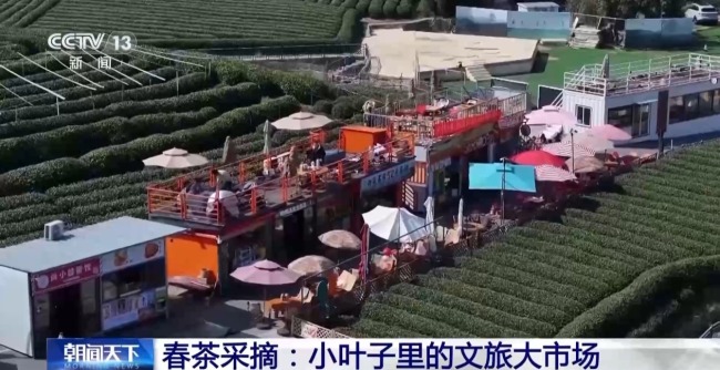 采春茶、吃春菜 各地特色活動邀你盡享春日愜意