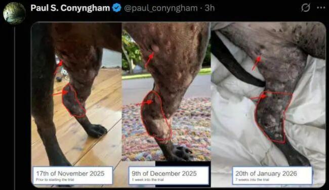 “问两句 AI” 就能开发抗癌疫苗?真相可不是这样 AI加速但非万能