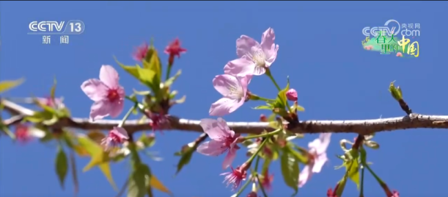 从赏花经济看春日消费新图景 各地花开吸引游客