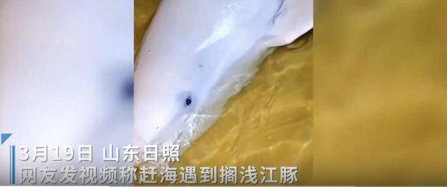 派出所回应搁浅江豚涨潮游走 江豚已自行游回深水区