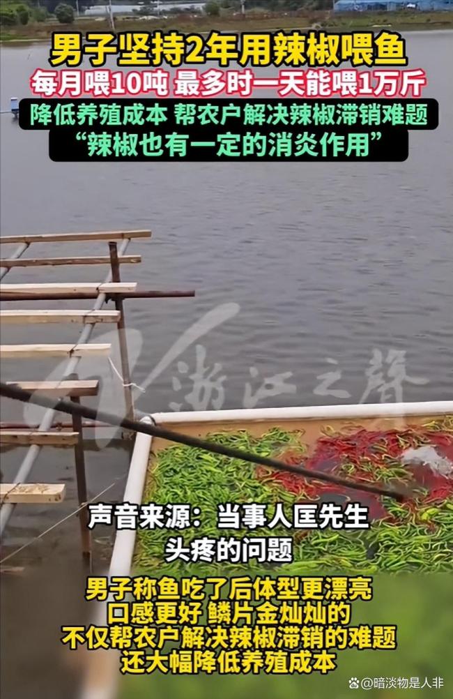 渔场用万斤辣椒喂鱼 口感更佳成本更低