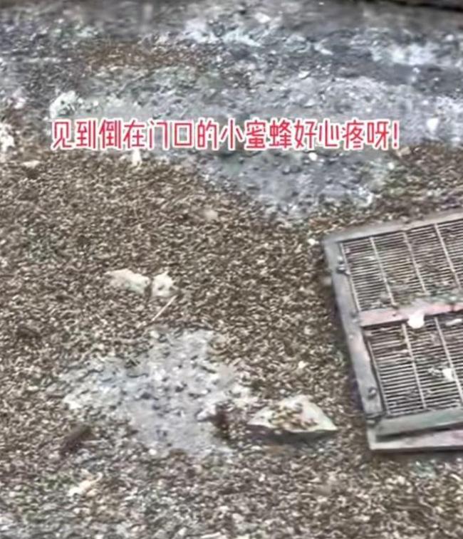 央视调查油菜花田蜜蜂死亡真相 农药喷施引争议
