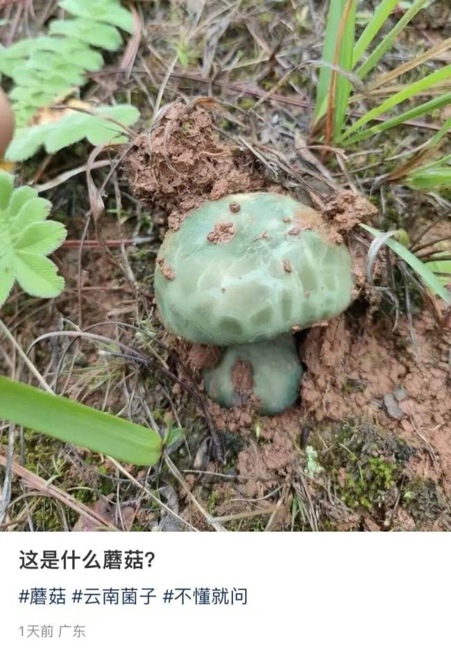 深圳一对夫妻喝汤后双双入院 警惕野生毒蘑菇