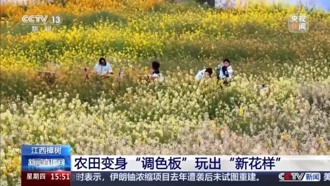 彩色油菜花让农田变身“调色板”