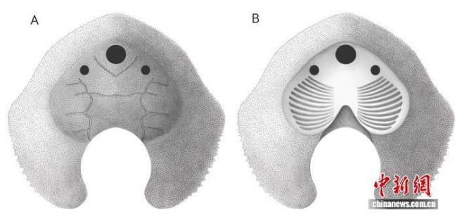 中国发现4.19亿年前盔甲鱼类新属种 揭示演化过渡关键证据