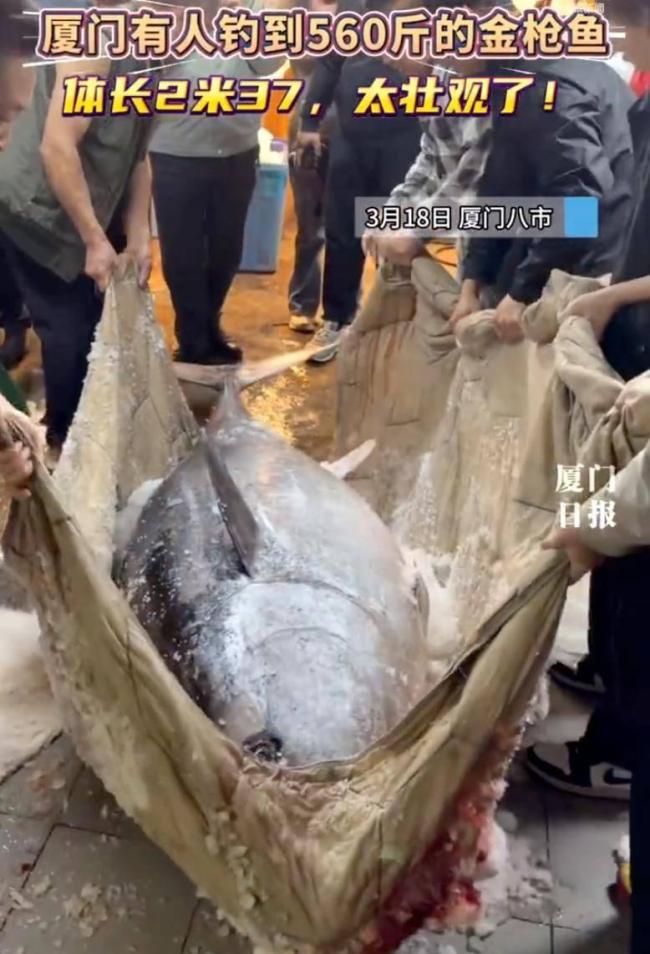 3人5小时钓560斤金枪鱼