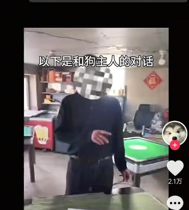 还原“7只小狗结伴逃亡”始末 17公里的生死之旅