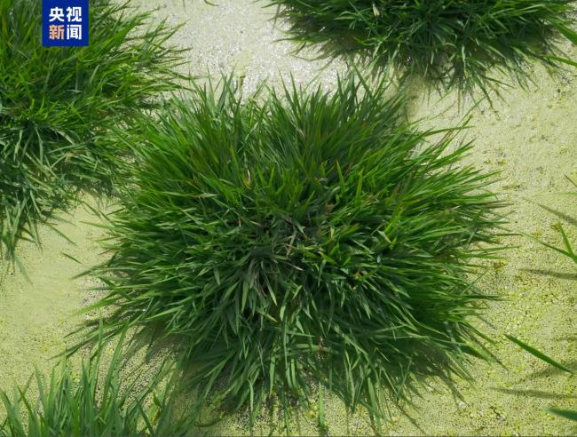 首次、硬核突破！中国多领域成果上新 多项关键技术实现新突破