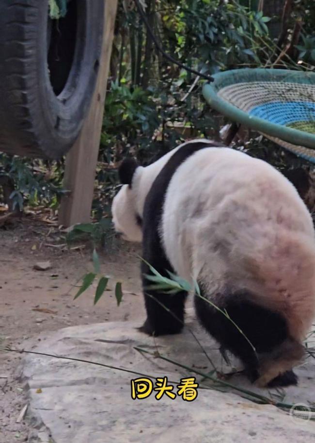 防熊猫“摸鱼”设电杆拦路?长隆回应 安全设施引发争议