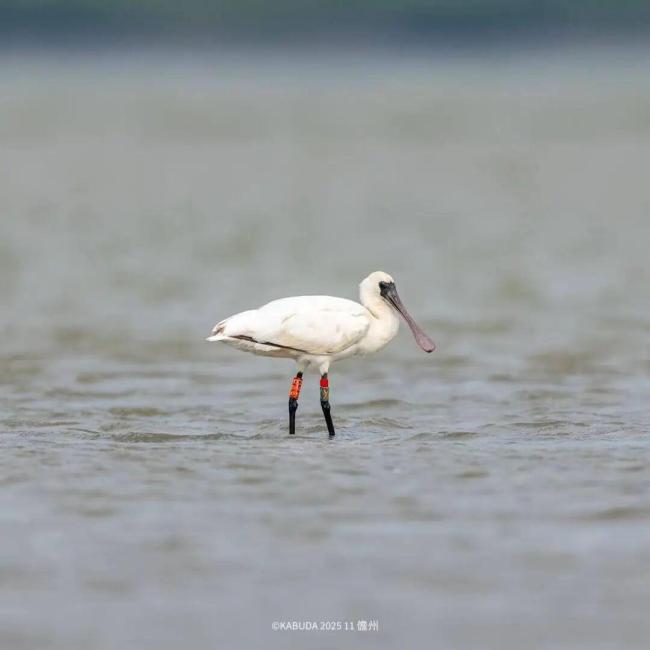 “打鸟”一年花掉一辆保时捷 观鸟热潮席卷全国
