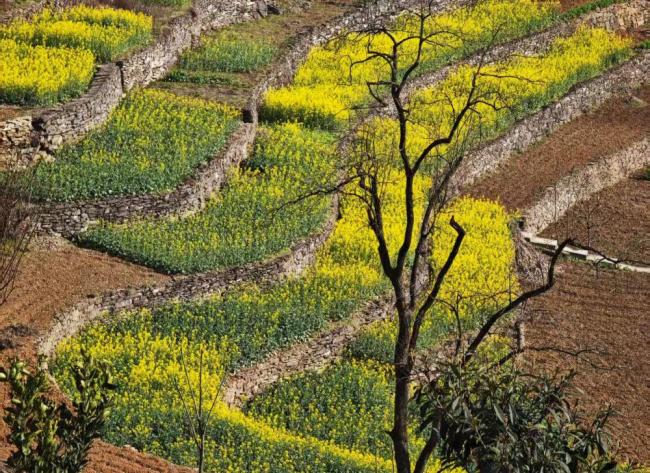 早春的花为啥多数是黄色的 植物的生存智慧