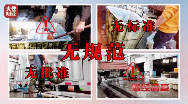 活鱼被人为麻醉流向餐桌 央视曝光 暗访揭示“休眠”秘密