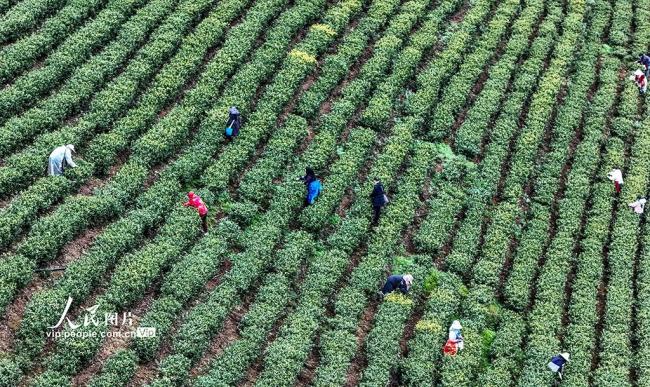 贵州晴隆：采摘春茶
