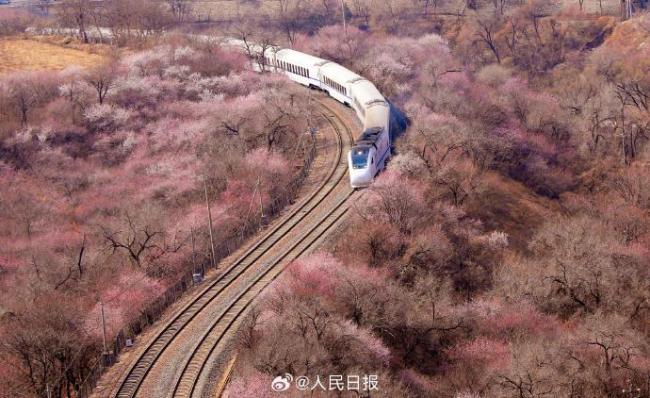 年度限定！北京今年的花海列车上线了 春日画卷绝美呈现
