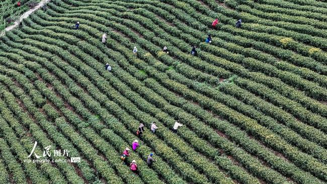 贵州晴隆：采摘春茶