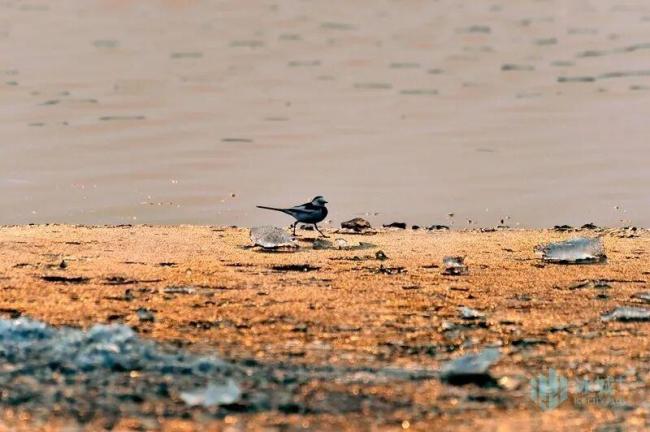 松花江畔偶遇“熊猫鸟”