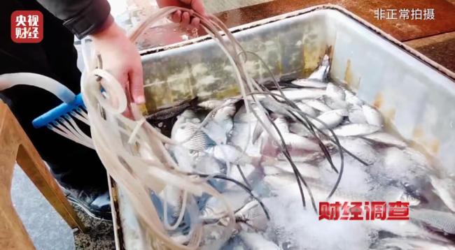 媒体曝光“麻醉鱼”内幕 三无产品引发健康隐患