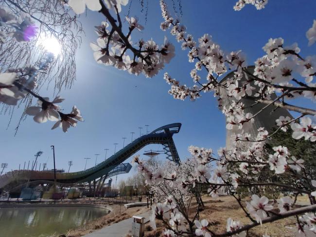 首钢园山桃盛开美景独特