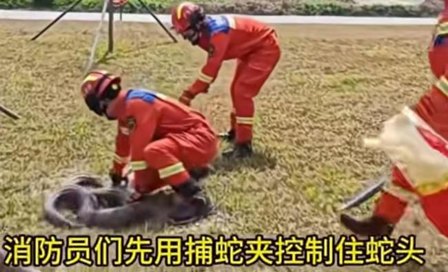 深圳一草地惊现超两米大蟒蛇