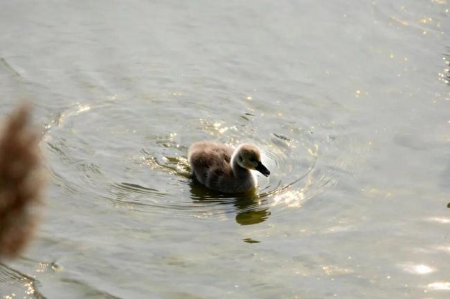 威海职业学院通海湖喜提“鹅宝宝” 新生命萌动校园