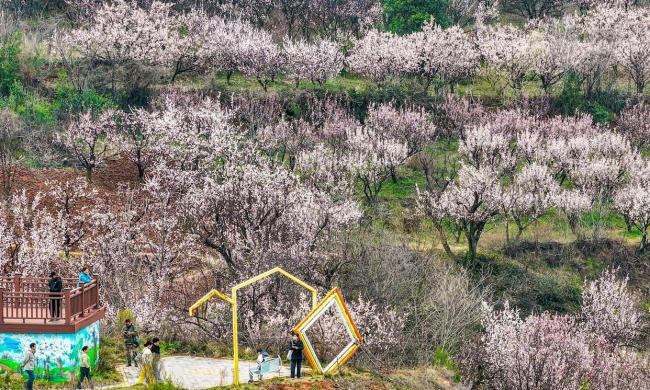 6万亩杏花有多震撼 绘就乡村振兴“杏”福长卷
