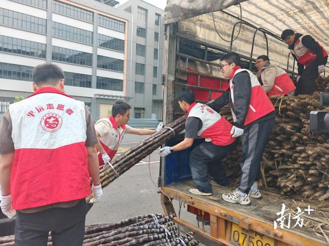 广州南沙向梅州平远赠送20吨特色甘蔗 甜蜜厚礼见证深厚情谊