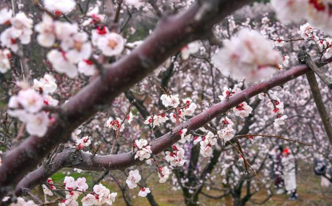 6万亩杏花有多震撼 绘就乡村振兴“杏”福长卷
