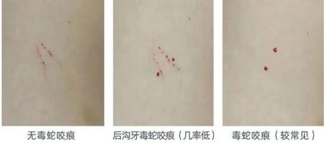 深圳一草地现超两米大蟒蛇 消防员合力“抓捕”