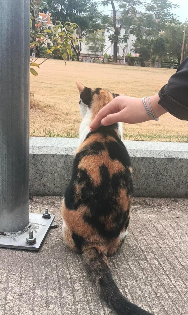 福建一中学生被指捅死校园流浪猫，教养局已介入处理