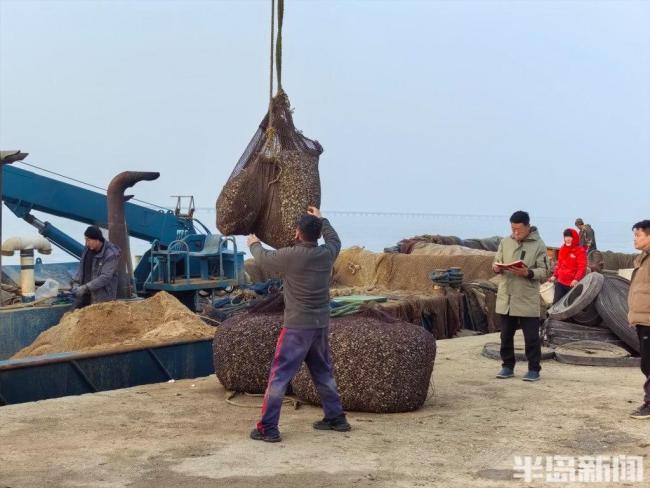 红岛蛤蜊来了一天超10万斤上岸 大丰收价更高