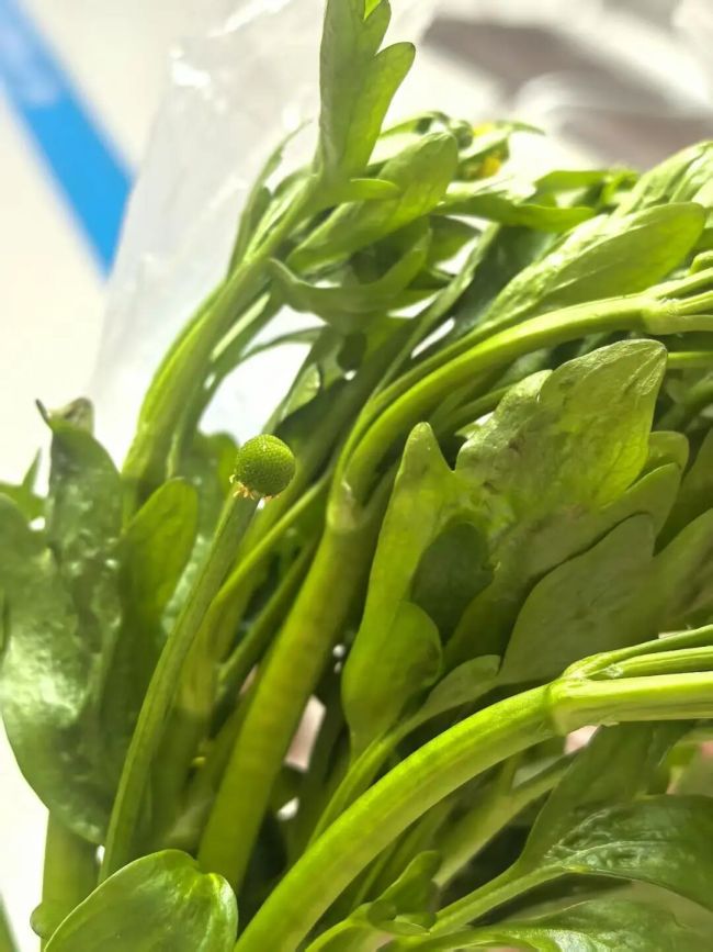 上海多人吃春菜被紧急送医 误食有毒野菜需警惕