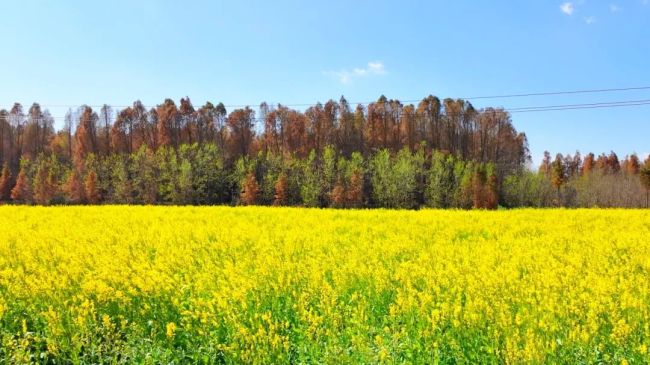 春日ColorWalk治愈了我的精神内耗 寻找日常小确幸