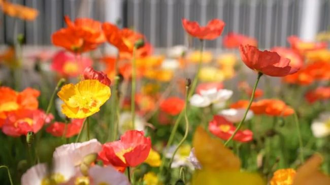 春日ColorWalk治愈了我的精神内耗 寻找日常小确幸