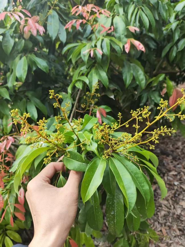 爱吃荔枝的人“天塌了” 桂味糯米糍严重减产