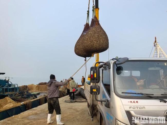 青岛人最爱的下酒菜来了！个头大、肥度高！一天超10万斤上岸 今年蛤蜊大丰收