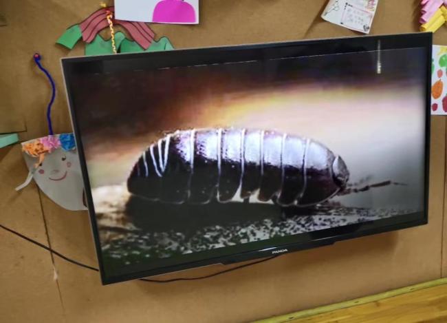 萌娃口袋里装满了“西瓜虫” 好奇心与想象齐飞