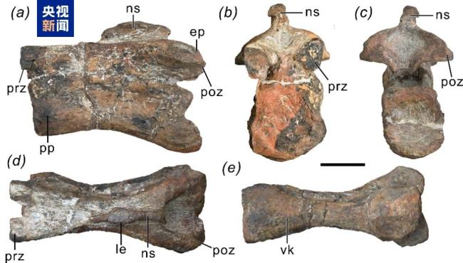 大理发现早侏罗世恐龙新属种