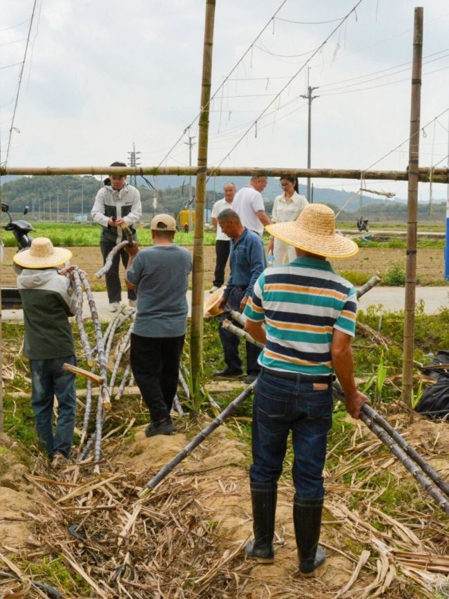 拿甘蔗爬山 登山神器走红网络