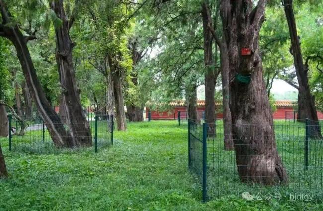 昔时地坛公园的明星姓名树要改信息 新规截止明星定名