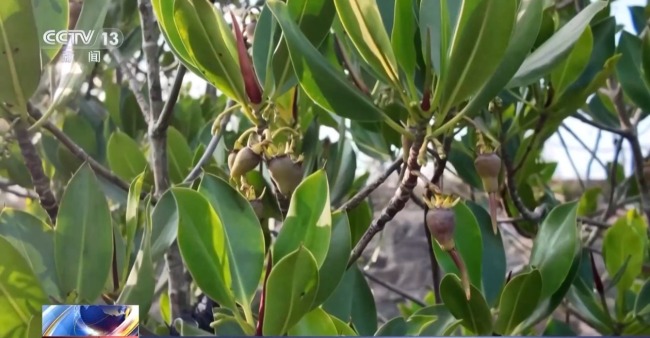 雨林探“花园” 来感受海南的“绿色脉搏”